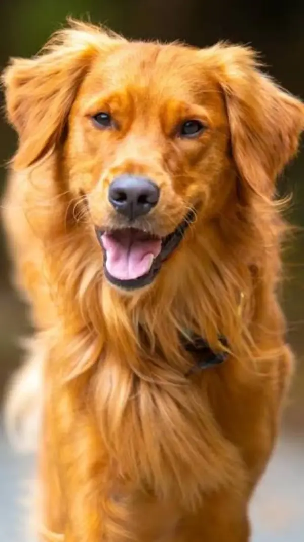 Photo of a golden retriever standing outdoors
