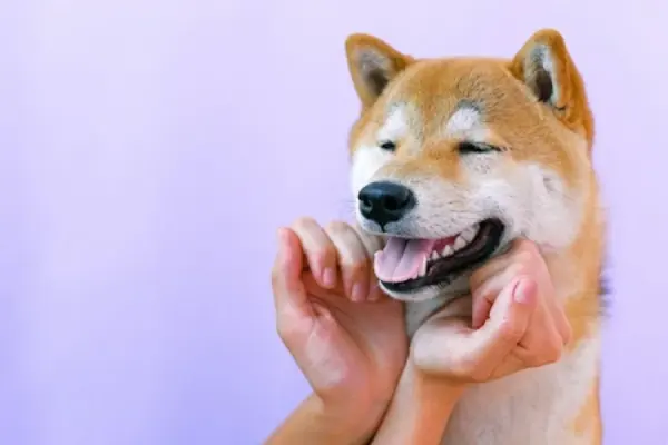 Photo of a smiling Shiba Inu