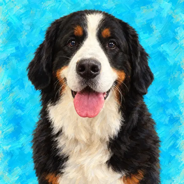 Painted portrait of a Bernese mountain dog