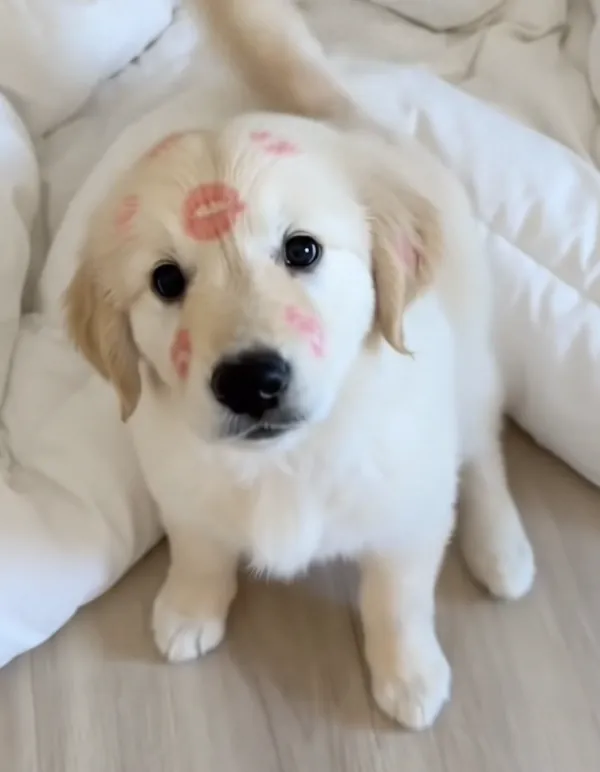 Original photo of a puppy with lipstick kisses