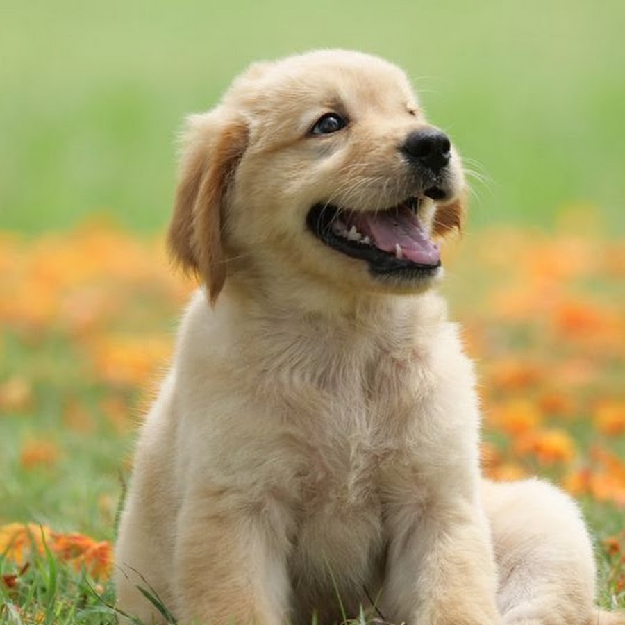 Original photo of a golden retriever puppy